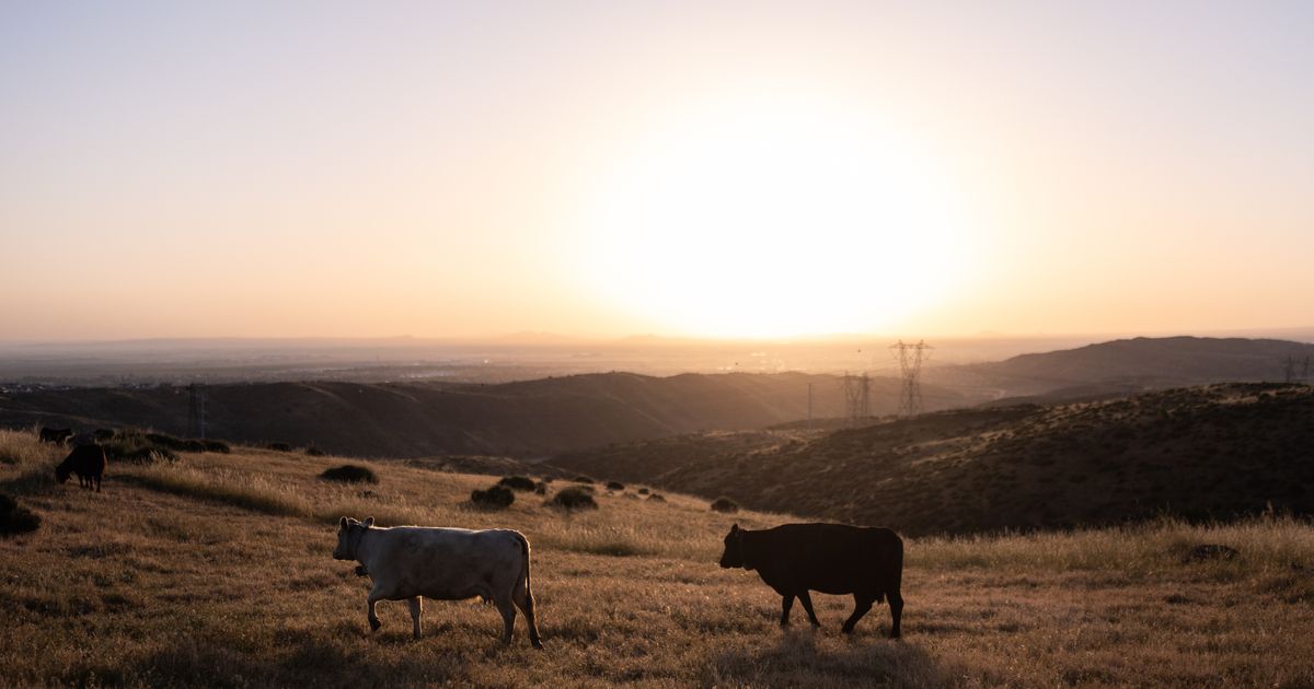 Could more cattle cause record beef prices to drop? Ranchers say it’s not that simple
